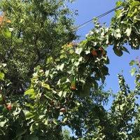 Ezine Bozeli Köyü Resimleri 2