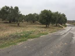 Ezine Bozköy Köyü Resimleri 3