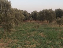 Ezine Bozköy Köyü Resimleri 8