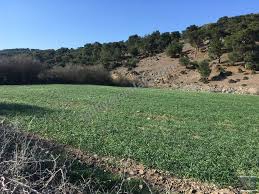 Ezine Çamköy Köyü Resimleri 2