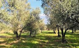 Ezine Çamoba Köyü Resimleri 1