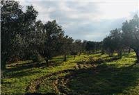 Ezine Çamoba Köyü Resimleri 10