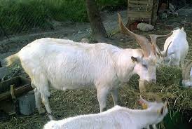 Ezine Çamoba Köyü Resimleri 2