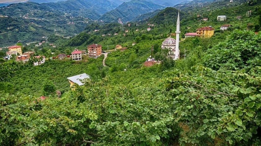 Araklı Yiğitözü Köyü Resimleri 13