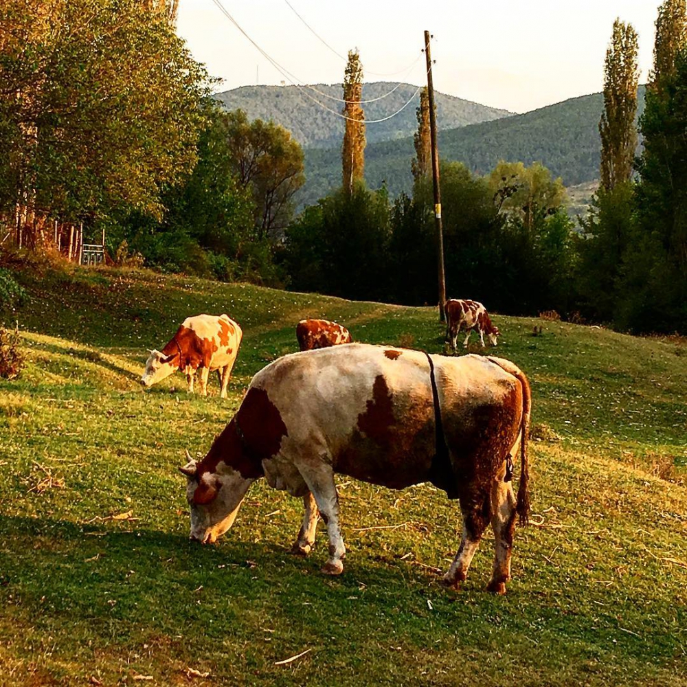 Banaz Küçükoturak Köyü Resimleri 8