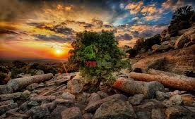 Ezine Koçali Köyü Resimleri 6