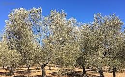 Ezine Mecidiye Köyü Resimleri 2