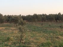 Ezine Mecidiye Köyü Resimleri 3