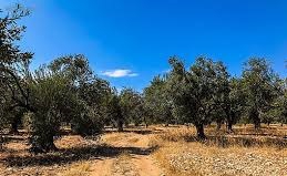 Ezine Mecidiye Köyü Resimleri 5