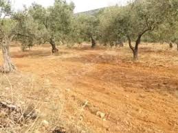 Ezine Mecidiye Köyü Resimleri 6