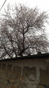 Ezine Pınarbaşı Köyü Resimleri 3