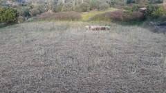 Ezine Sarısöğüt  Köyü Resimleri 6