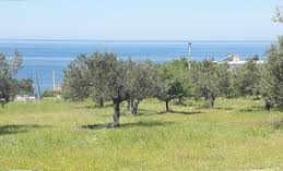 Ezine Uluköy Köyü Resimleri 6