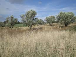 Gelibolu Çokal Köyü Resimleri 2