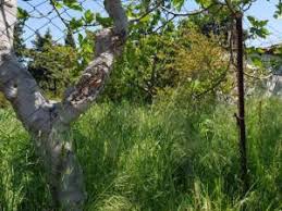 Gelibolu Bayırköy  Köyü Resimleri 1