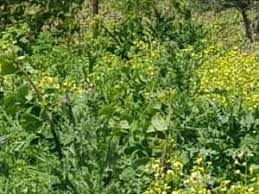 Gelibolu Bayırköy  Köyü Resimleri 5