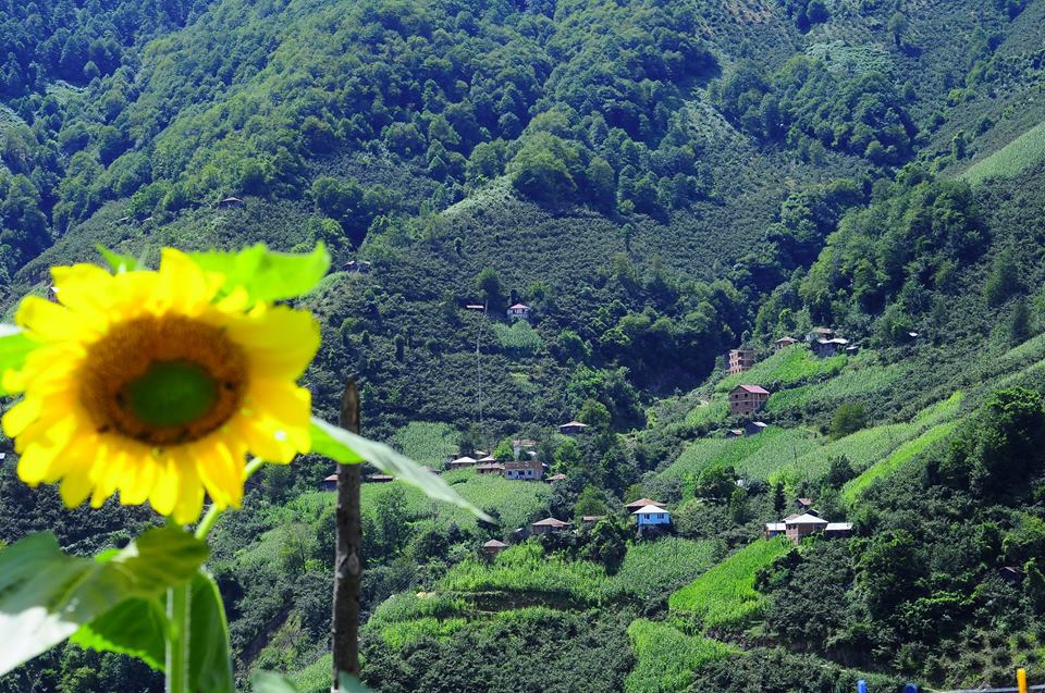 Espiye Gümüşdere Köyü Resimleri 1