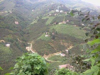 Espiye Güzelyurt Köyü Resimleri 7