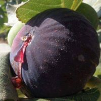 Espiye Hacımahmutlu Köyü Resimleri 3