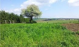 Gelibolu Güneyli  Köyü Resimleri 2