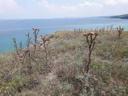 Gelibolu Ocaklı  Köyü Resimleri 6