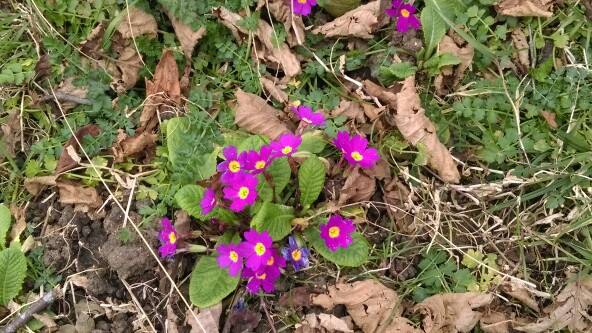 Espiye İbrahimşeyh Köyü Resimleri 14