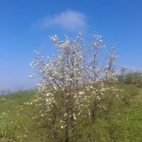 Espiye İbrahimşeyh Köyü Resimleri 4