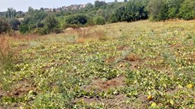 Lapseki  Gökköy Köyü Resimleri 1
