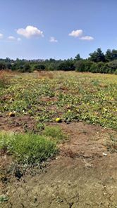 Lapseki  Gökköy Köyü Resimleri 2