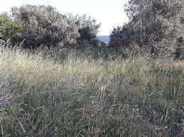 Lapseki  Gökköy Köyü Resimleri 3