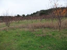 Lapseki  Gökköy Köyü Resimleri 4