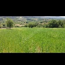 Lapseki  Gökköy Köyü Resimleri 9