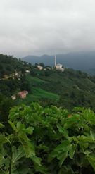 Espiye Taflancık Köyü Resimleri 1