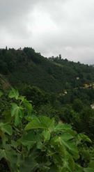 Espiye Taflancık Köyü Resimleri 2