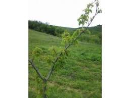 Lapseki  Nusretiye Köyü Resimleri 2