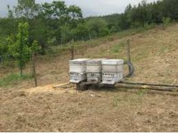 Lapseki  Nusretiye Köyü Resimleri 8