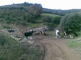 Lapseki  Yaylalar  Köyü Resimleri 3