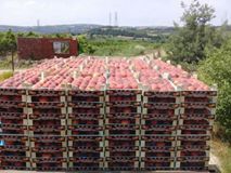 Lapseki Yenice Köyü Resimleri 2