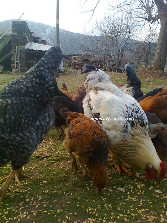 Eşme Alahabalı Köyü Resimleri 4