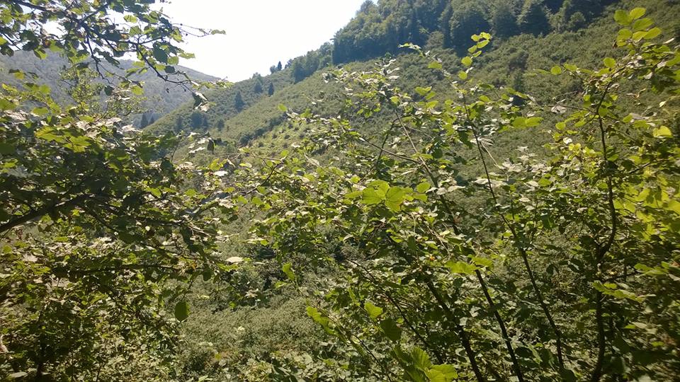 Arsin Işıklı Köyü Resimleri 6