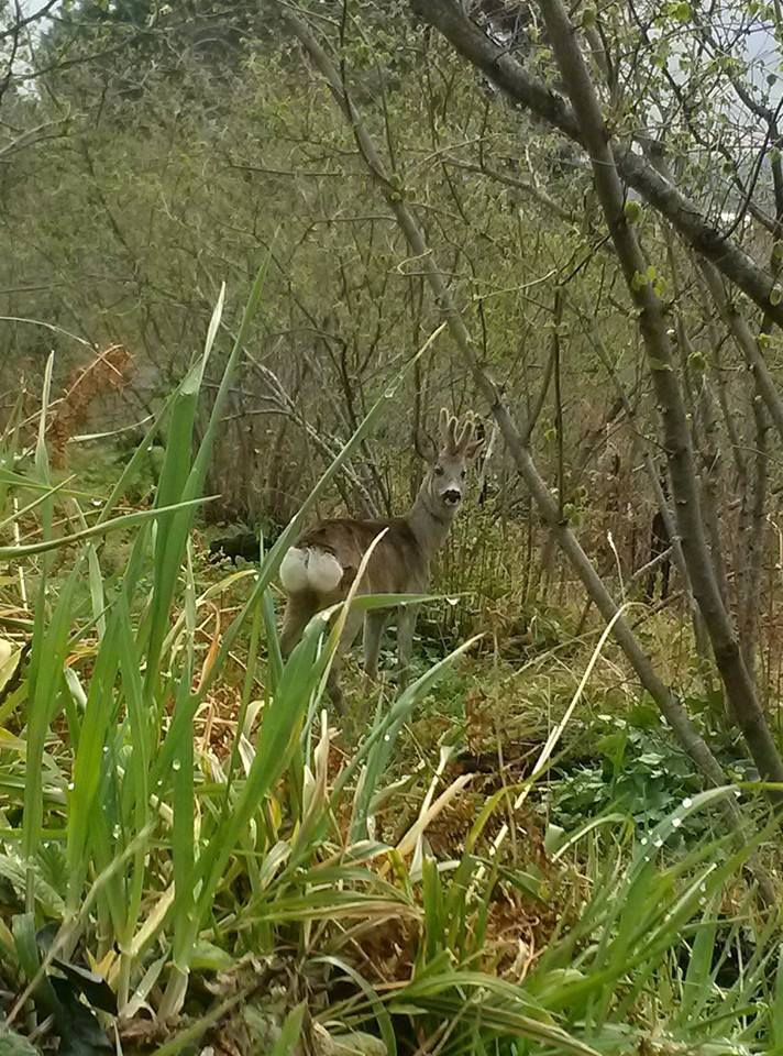 Eynesil Çorapçılar Köyü Resimleri 1