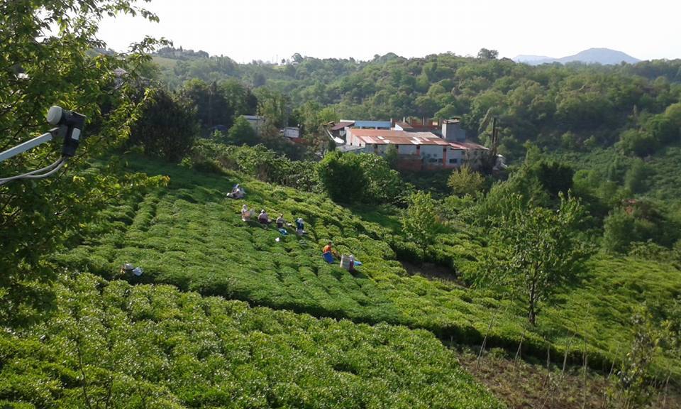 Eynesil Çorapçılar Köyü Resimleri 6
