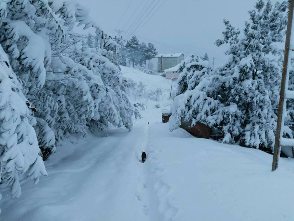 Eynesil Çorapçılar Köyü Resimleri 7