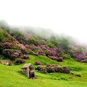 Eynesil Dereköy Köyü Resimleri 1