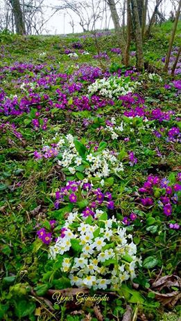 Eynesil Kekiktepe Köyü Resimleri 8