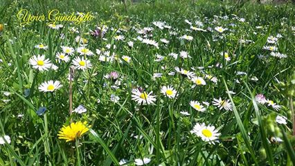 Eynesil Kekiktepe Köyü Resimleri 9