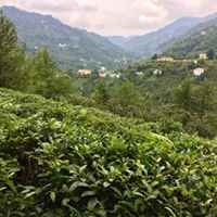 Eynesil Kösemen Köyü Resimleri 4