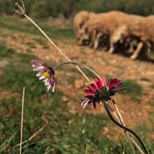 Yenice Araovacık  Köyü Resimleri 1