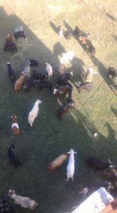 Yenice Armutcuk  Köyü Resimleri 3