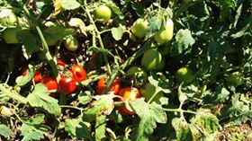 Yenice Davutköy  Köyü Resimleri 4